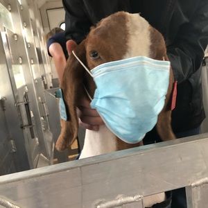 Meet your Posher, Bennett